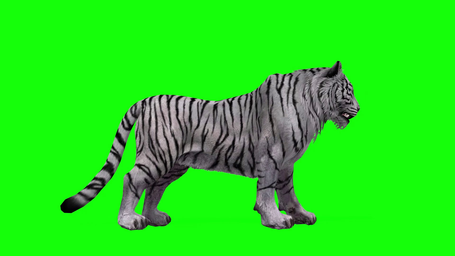 white tiger chromakey