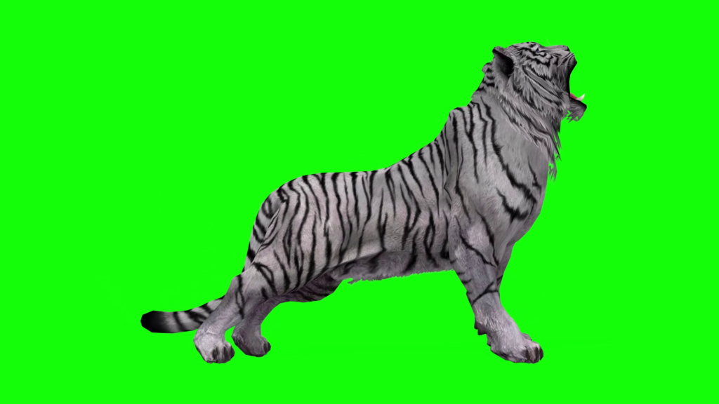 White Tiger loud cry Tiger cry growl, Wild tiger