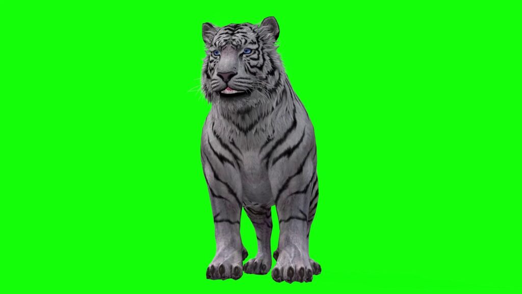 White Tiger standing Tiger stand pose Tiger resting front pose