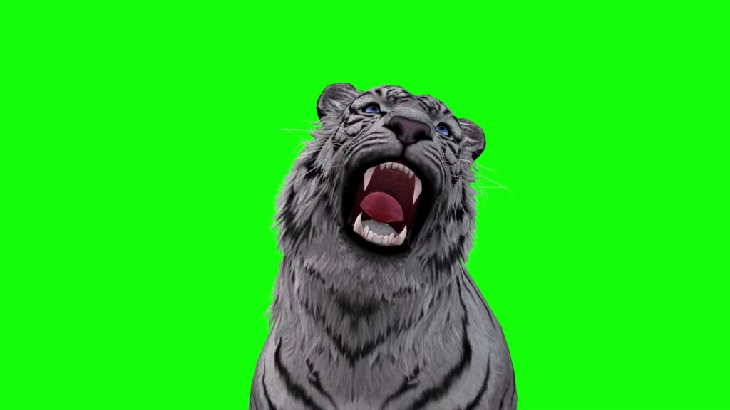 White Tiger loud cry Tiger cry growl, Wild tiger front pose