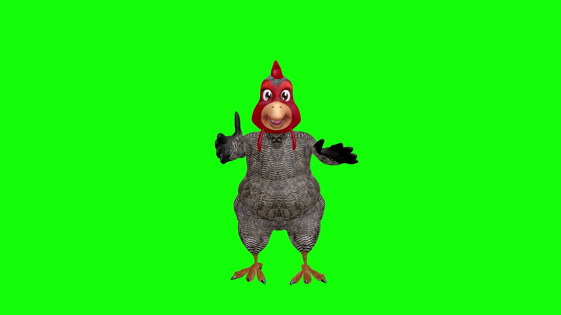 Chicken dancing funny in green chromakey
